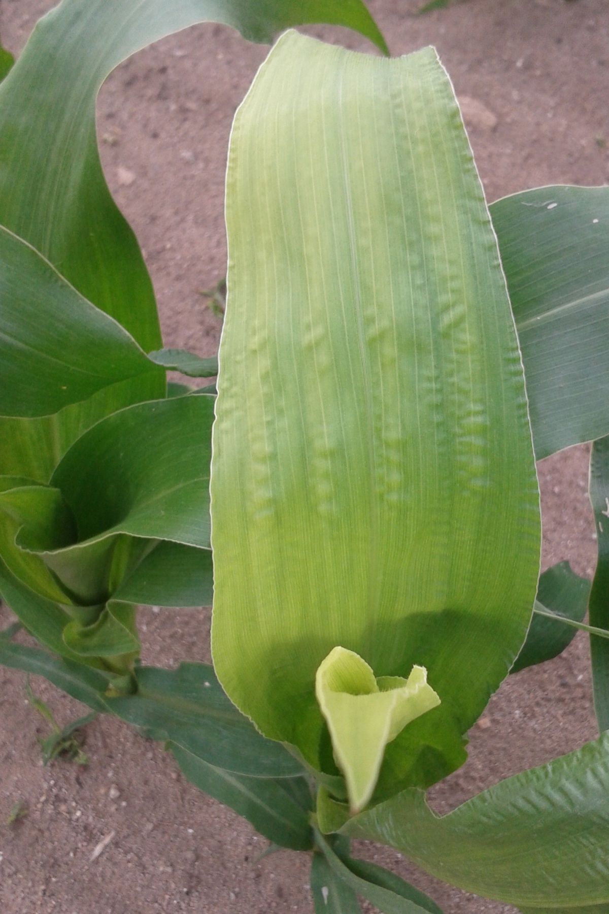 Niedobór cynku w kukurydzy