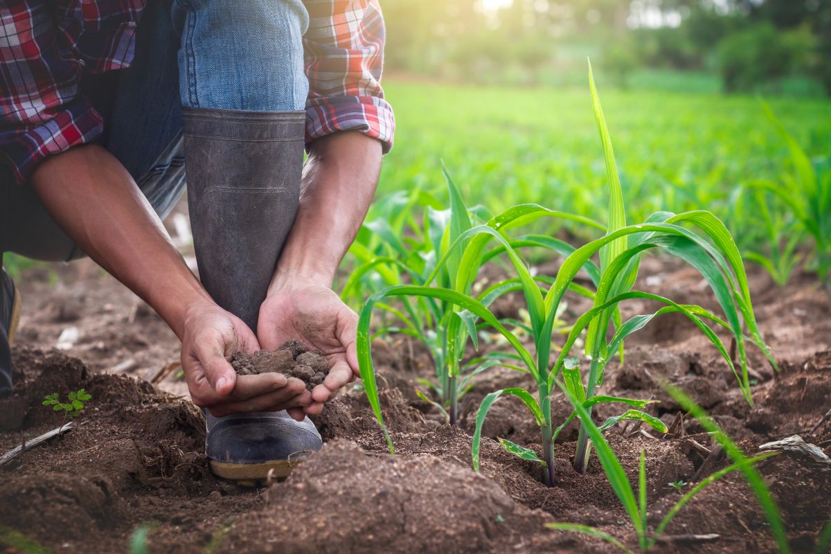 Badanie gleby kluczem do skutecznego nawożenia kukurydzy
