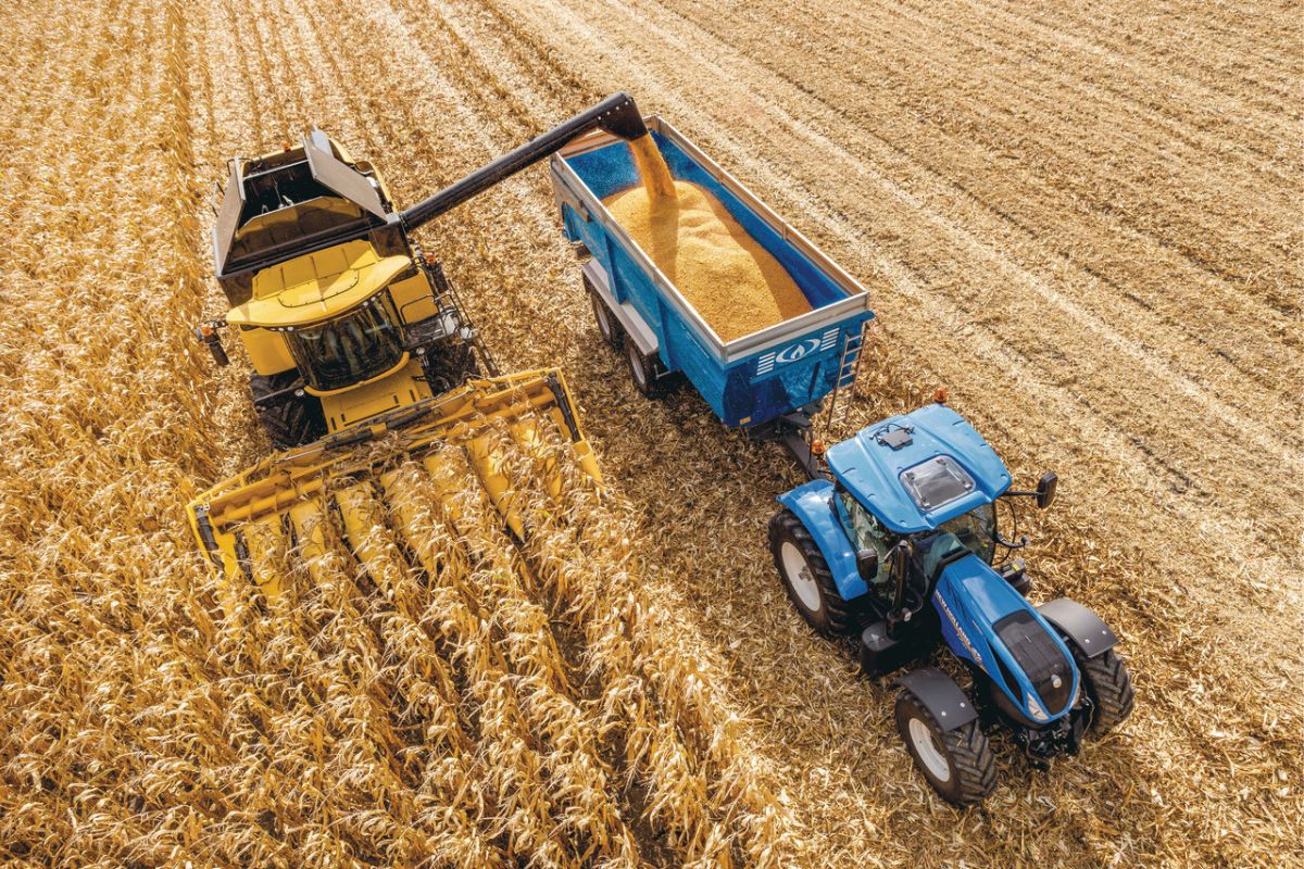 Wysokość plonu kukurydzy uzależniona jest od odpowiedniego nawożenia