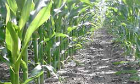 ochrona herbicydowa kukurydzy
