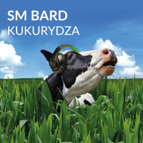 kukurydza SM Bard - FAO 250-260