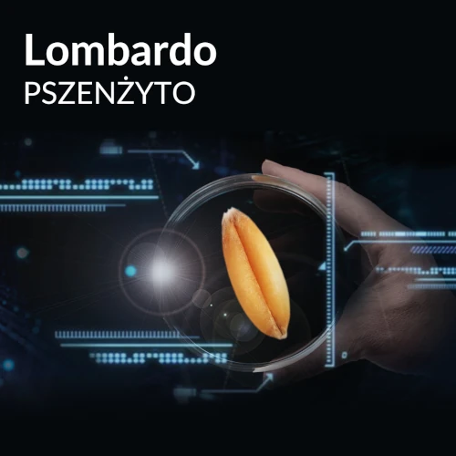 odmiana pszenżyta - Lombardo