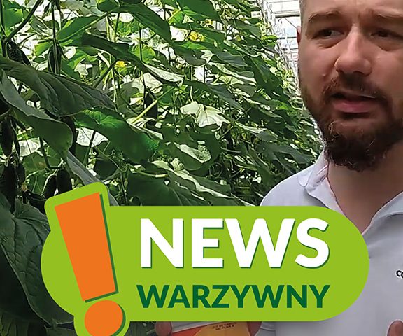 news warzywny 2