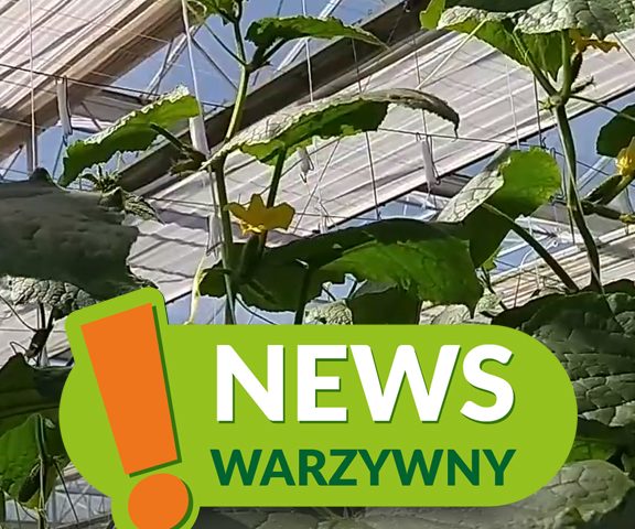 news warzywny 7