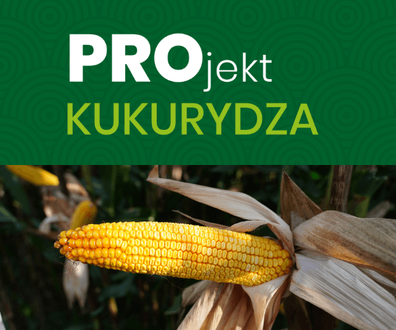 Nasiona kukurydzy | PROjekt kukurydza sprawdzone odmiany kukurydzy