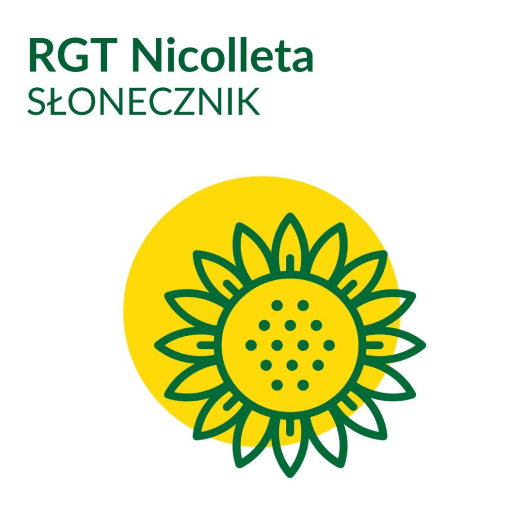 Słonecznik materiał siewny RGT Nicoleta