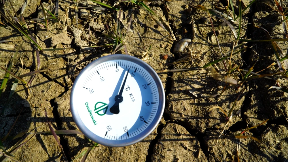 news polowy pszenica temperatura gleby