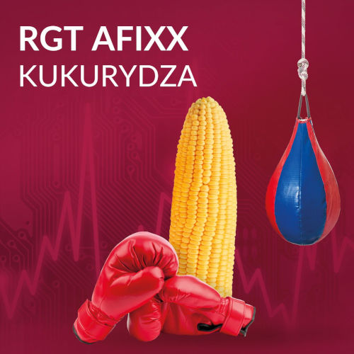 kukurydza FAO 230 - RGT Afixx