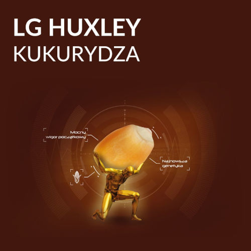 kukurydza FAO 250 - LG Huxley