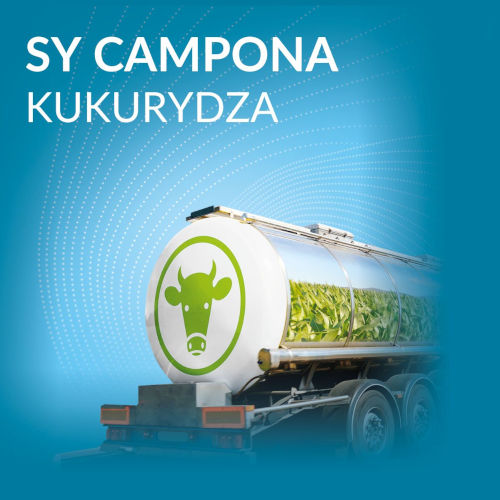 kukurydza SY Campona - FAO 260