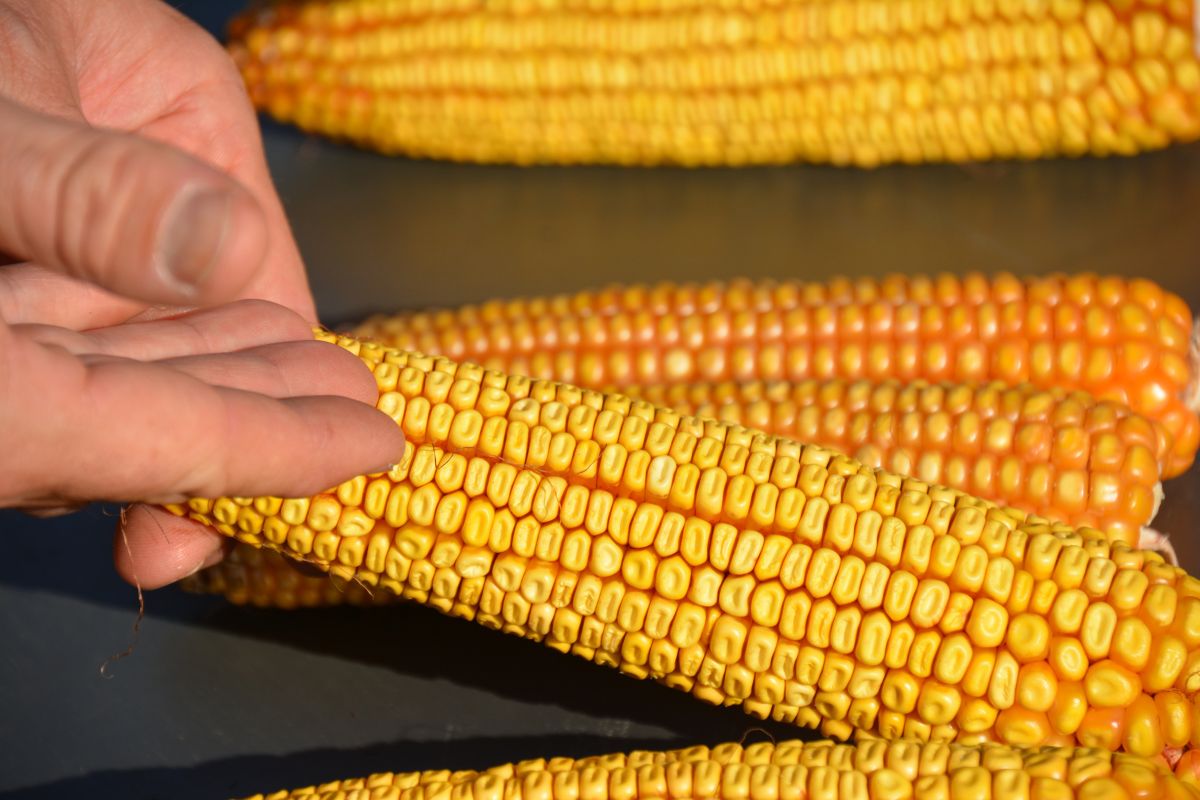 Odmiany kukurydzy o typie ziarna - dent