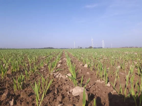 Siew zbóż - jakie popełniane są błędy w agrotechnice