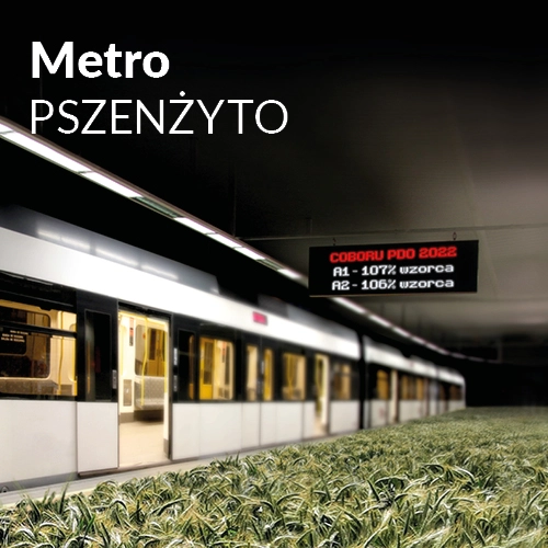 Nasiona pszenżyta Metro