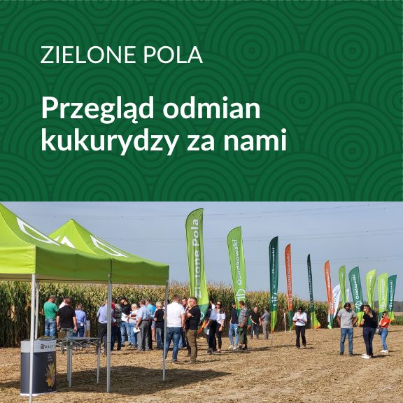 Zielone Pola Kukurydza 2023