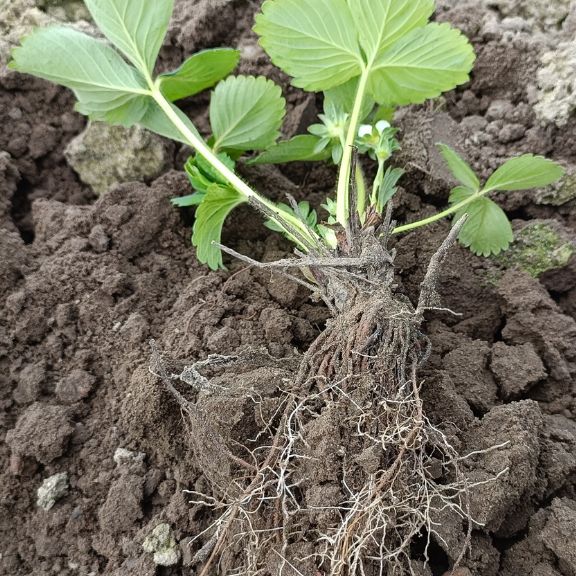System korzeniowy truskawki - jak zadbać o korzenie truskawek?