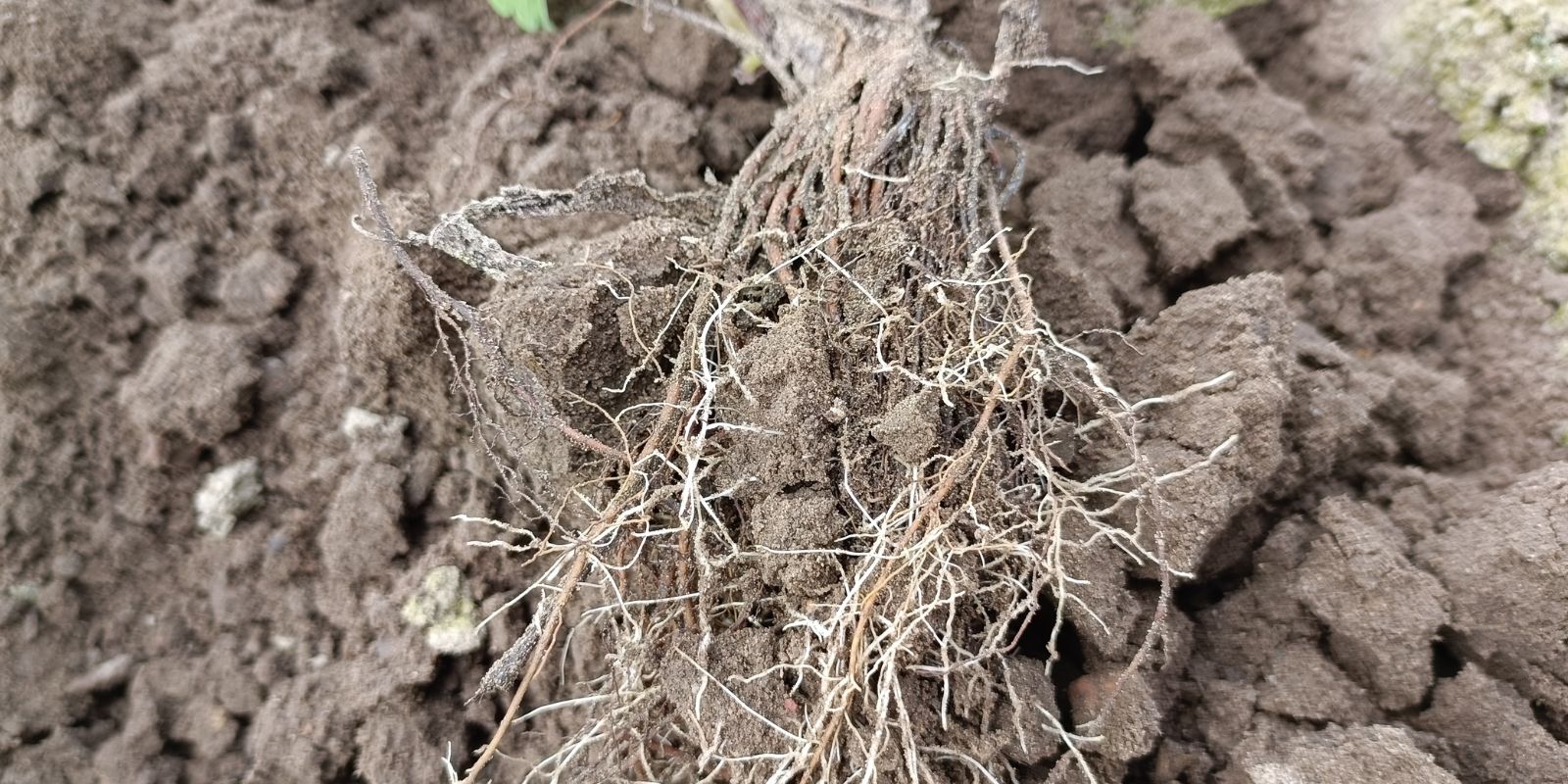 System korzeniowy truskawek - jak zadbać o korzenie truskawek?